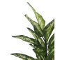 KARE Design Dieffenbachia Műnövény Dekoráció 100 cm