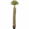 KARE Design Yucca Rostrata Műnövény Dekoráció 240 cm