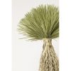 KARE Design Yucca Rostrata Műnövény Dekoráció 240 cm