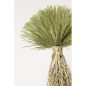 KARE Design Yucca Rostrata Műnövény Dekoráció 240 cm