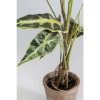 KARE dekoratív növény ALOCASIA 80 cm