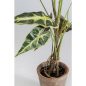 KARE dekoratív növény ALOCASIA 80 cm
