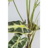 KARE dekoratív növény ALOCASIA 80 cm