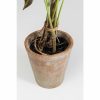 KARE dekoratív növény ALOCASIA 80 cm