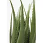 KARE Design Műaloe Dekoratív Növény 69 cm