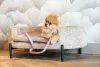 Richmond Dolly Luxus Kutyafekhely Bézs Poliészter