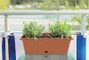 Camelia Terrakotta Balkonláda 50 cm