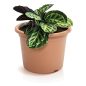 Plastica Klasszikus Terrakotta Virágtartó 20 cm Mintás