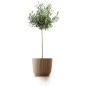 Ryfo ECO Wood Környezetbarát Bordázott Kaspó Natúr 16,8 cm