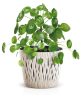Sandy Round ECO Wood Kör Alakú Virágcserép Zöld 22,5 cm