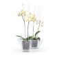 Coubi Orchidea Átlátszó Dekoratív Kaspó 198