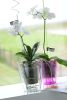 Coubi Orchidea Kaspó Átlátszó Műanyag Jégzöld 16 cm csomag