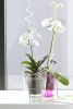 Coubi Orchidea Kaspó Átlátszó Műanyag Jégzöld 16 cm csomag