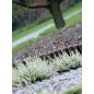 Prosperplast Palisade Border Kerti Szegély Terrakotta 2,5m
