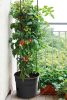 Tomato Grower Paradicsom Termesztő Cserép Antracit 29,5 cm