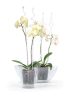Decor Orchidea Tartó Pálca Rózsaszín Jég 90 cm Dekoratív Spirál