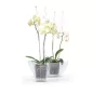 Decor Orchidea Támasztó Pálca Világoszöld 90 cm