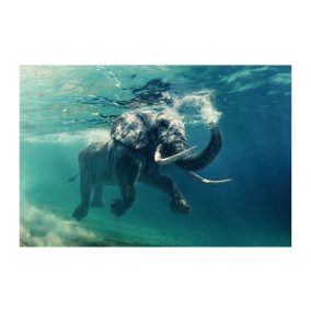 Víz Alatti Elefánt Edzett Üveg Falikép 120x80